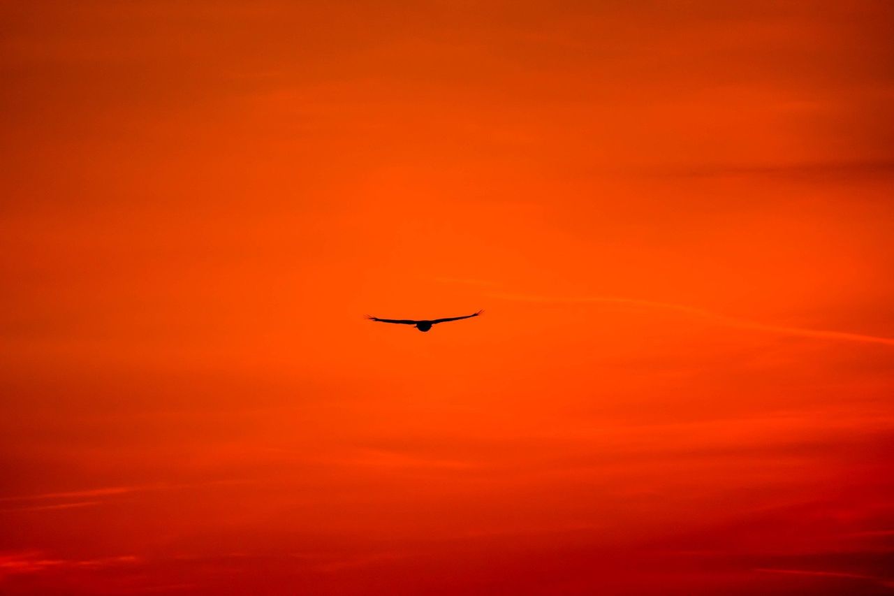 Views of landowners sought on current control of wild birds declarations