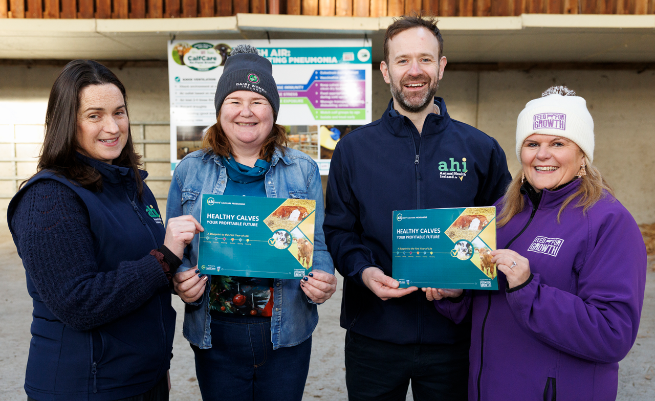 New 'blueprint' for dairy farmers to help rear calves