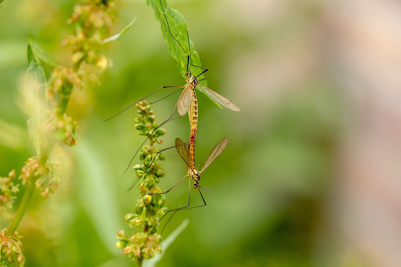 Are daddy long-legs threatening your farm?