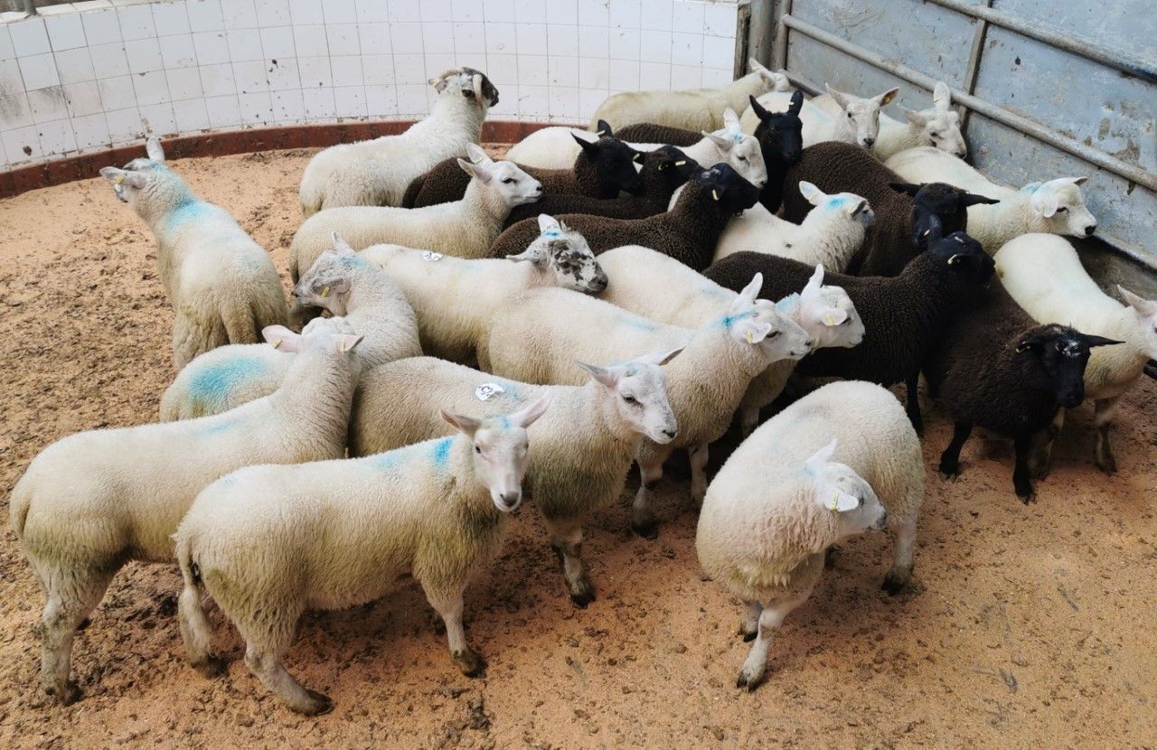 Sheep marts: Demand very strong, as buyers return ringside