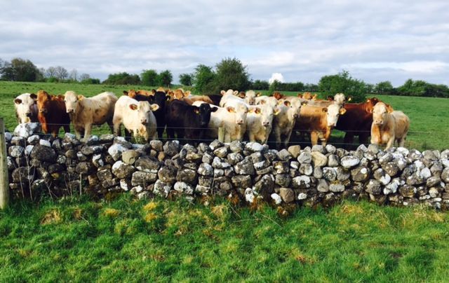 'Beef is the sector most vulnerable to a bad TTIP deal'