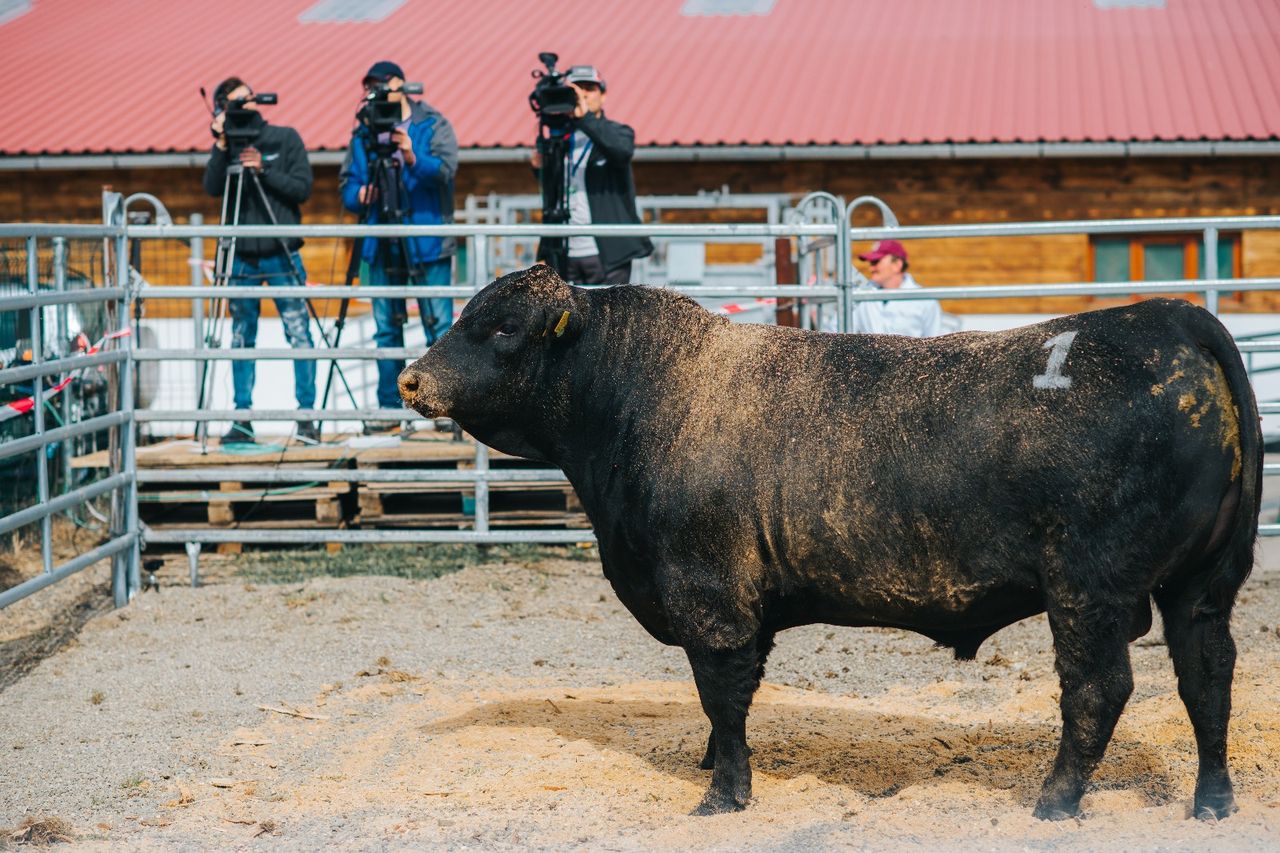 Romania set to host 2026 European Angus Forum next week