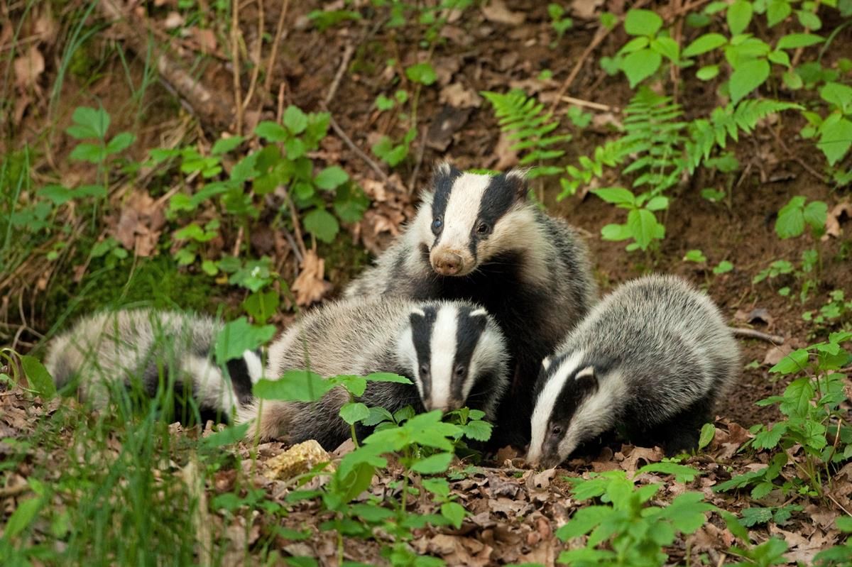 Year 3 of North's badger TB project to begin in June/July