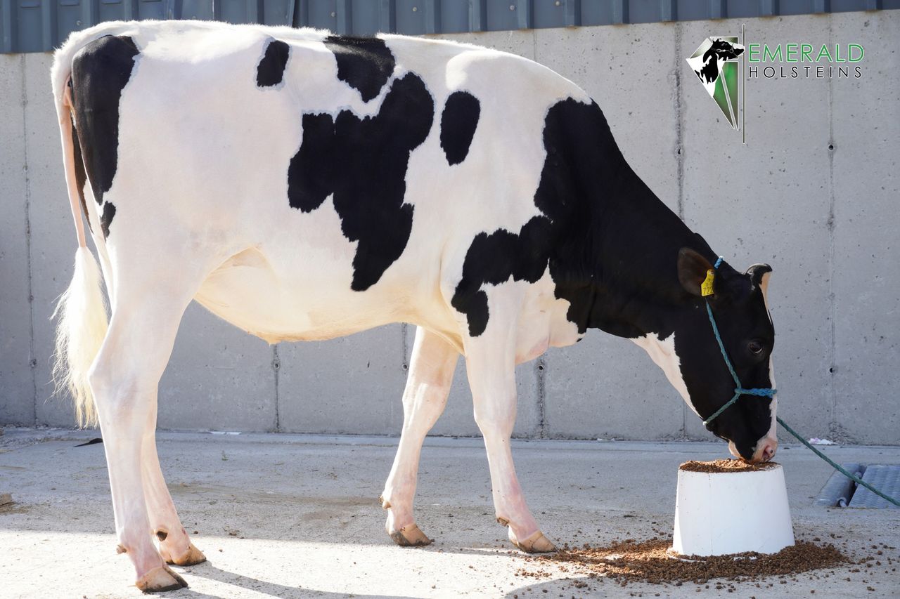Pics: Top price of 6,650gns hit at Emerald 'cream of the crop' sale