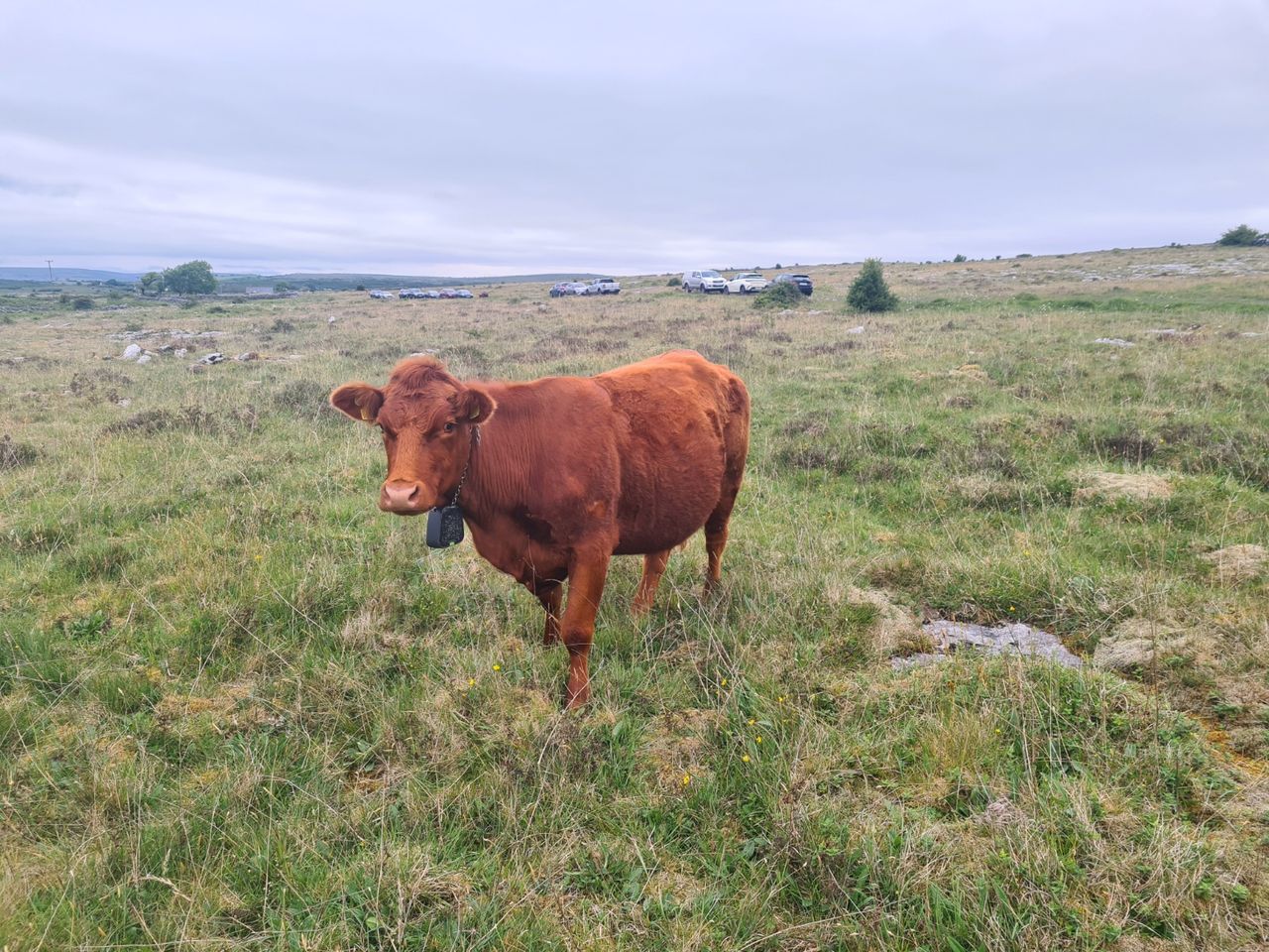 Bringing 'invisible' fences and musical GPS collars to the Burren