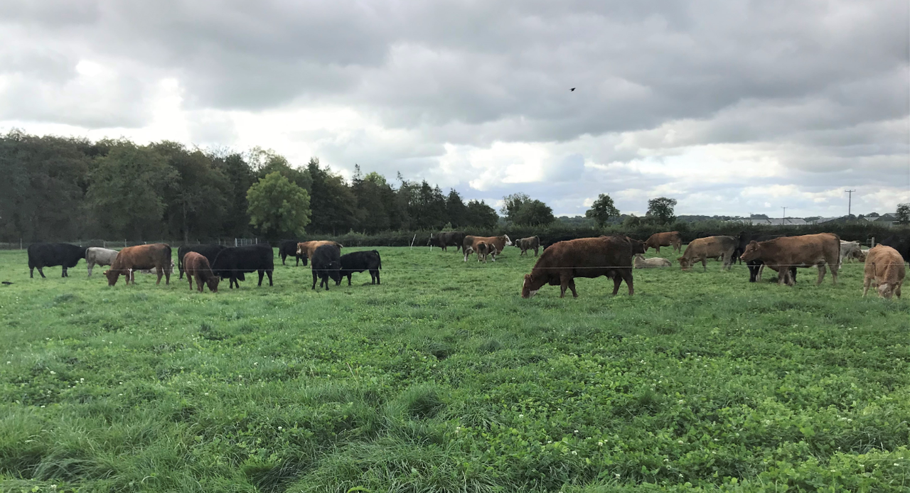 Teagasc Grange to test effect of reduced suckler stock on income