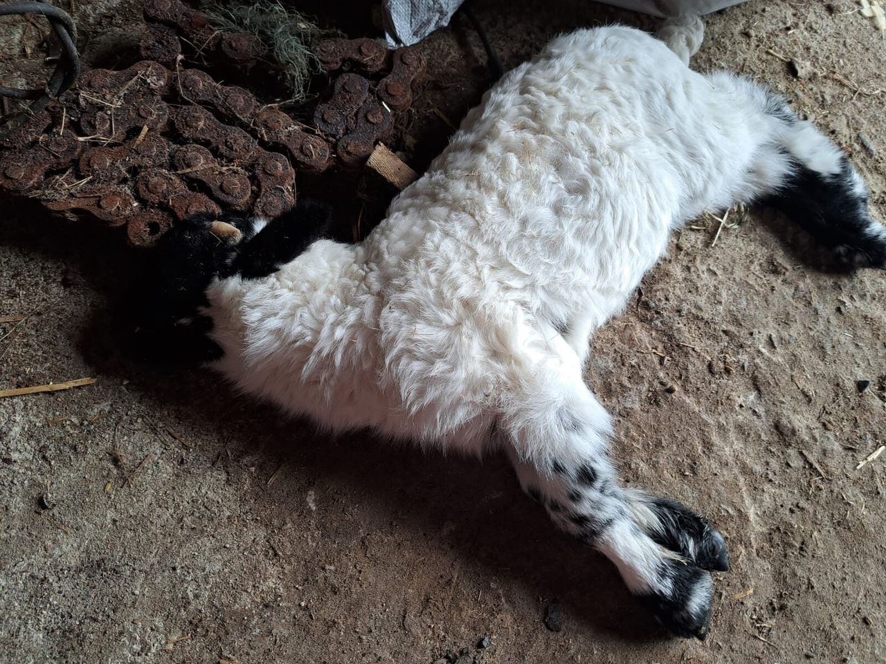 Livestock worrying described as 'epidemic of violence'