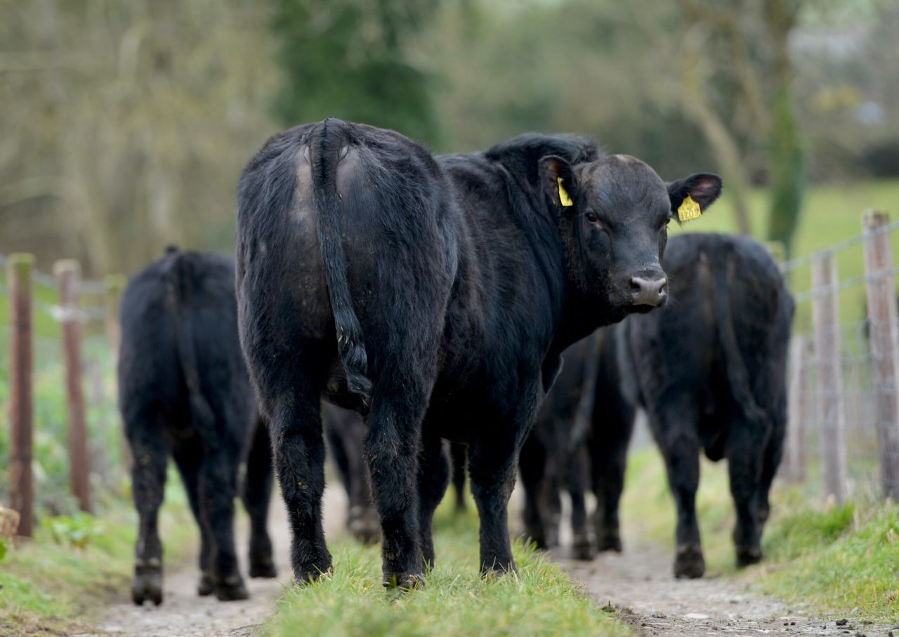 National beef kill back 75,000 head on last year