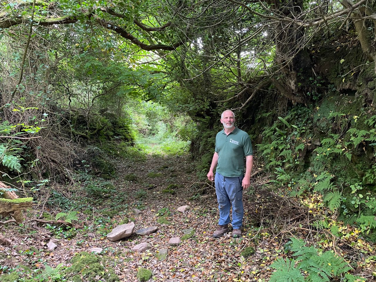 Watch: Agroforestry showcased on Kerry farm walk