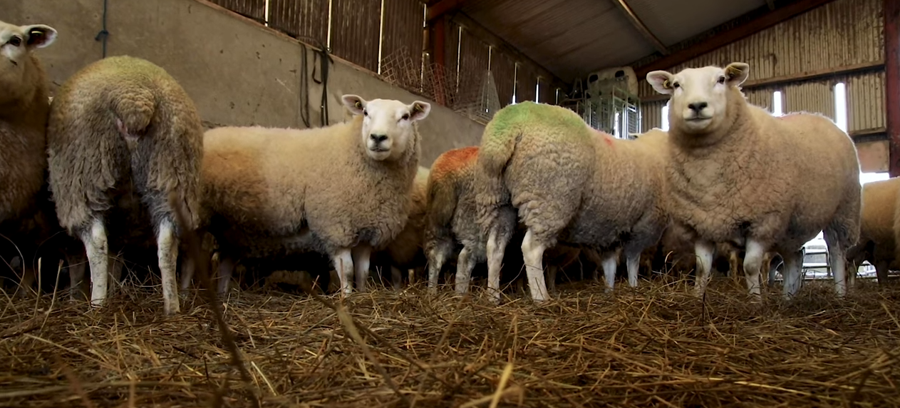Video: How to BCS ewes and the importance of it