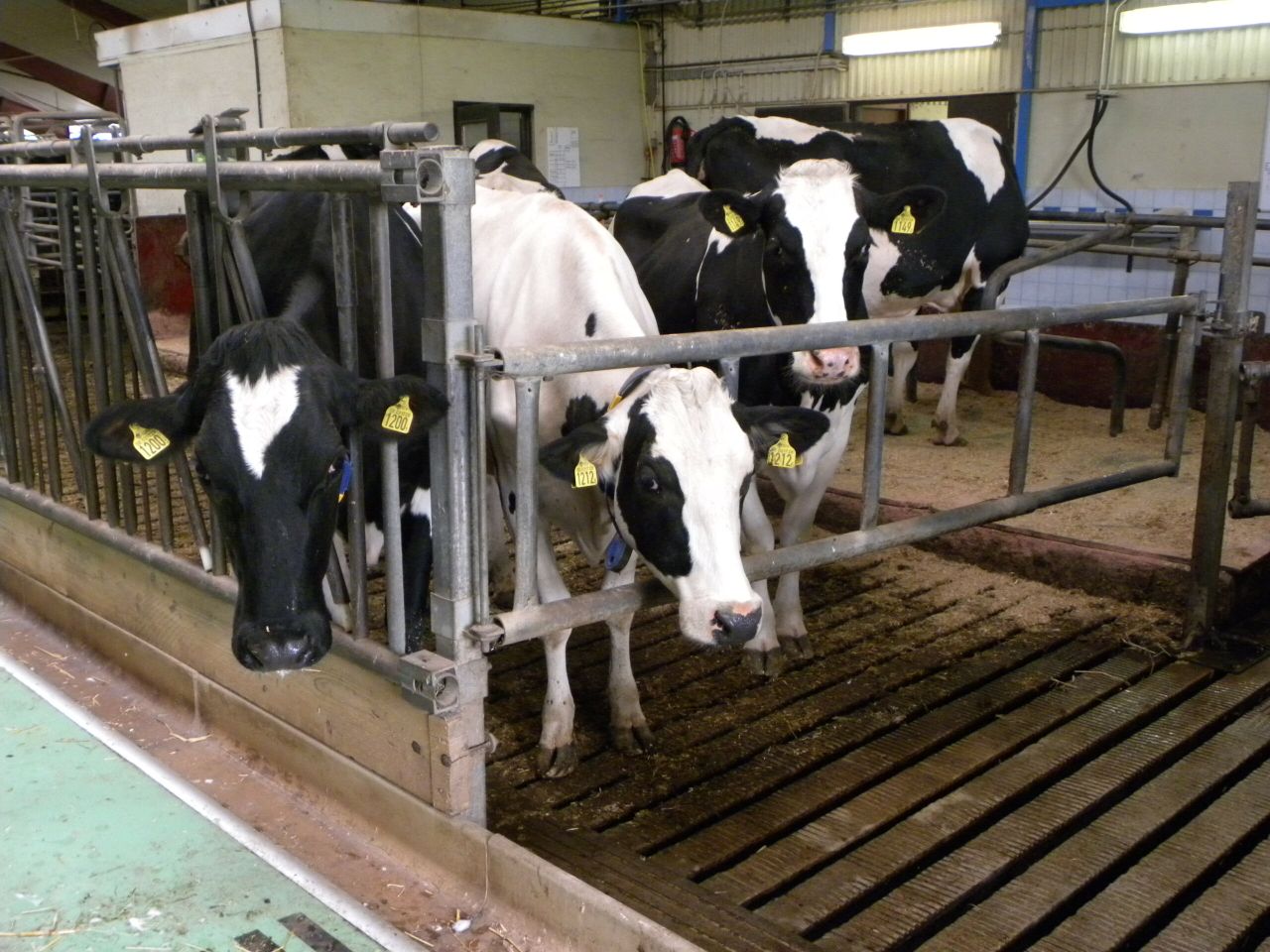 30% of Swedish dairy farms now milk with robots