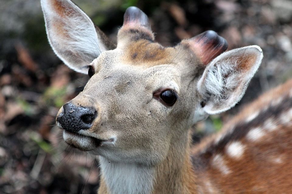 Sika deer 'do not have to be culled en masse' - NPWS