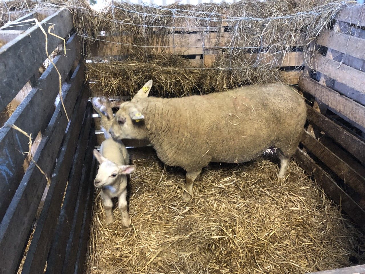 Hygiene: Getting the basics right this lambing season