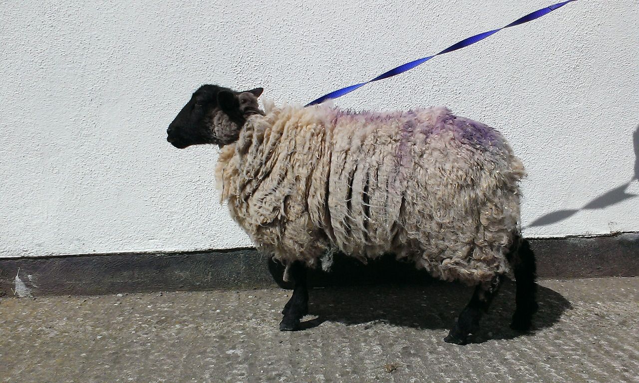 Ewe kidding? Sheep found in Dublin city centre flats
