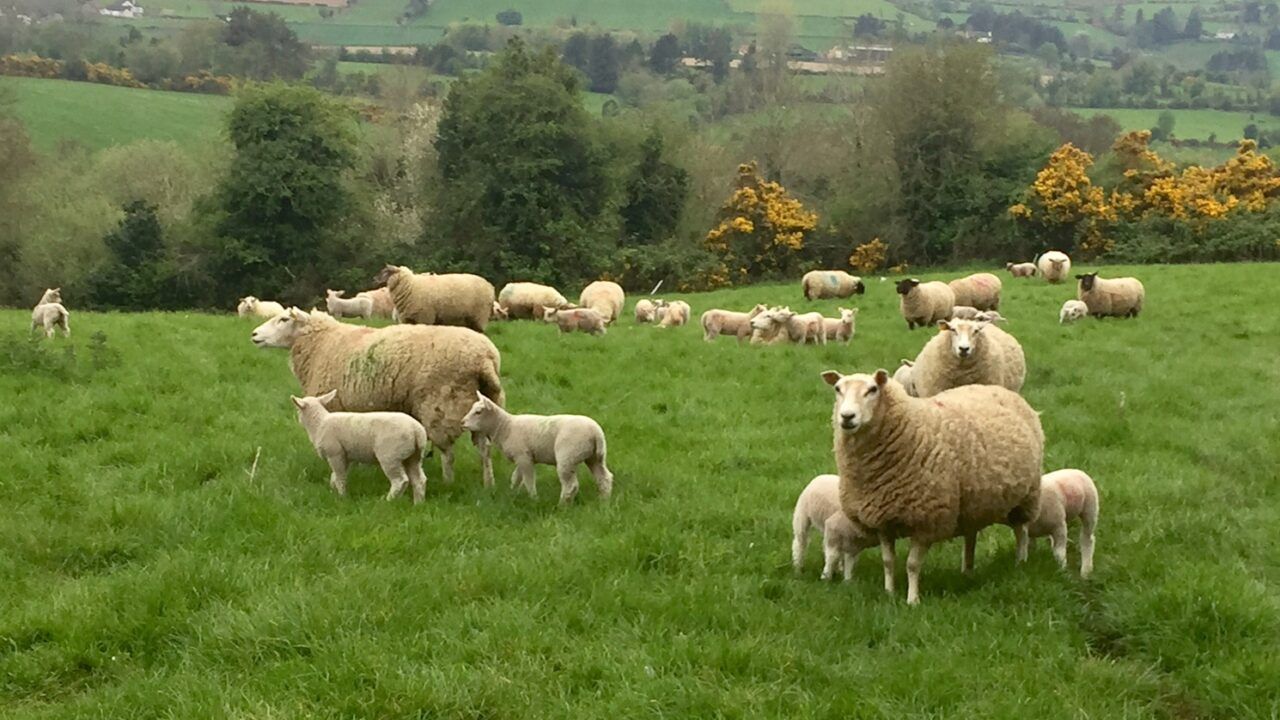 Vet warns farmers against bluetongue vaccine complacency