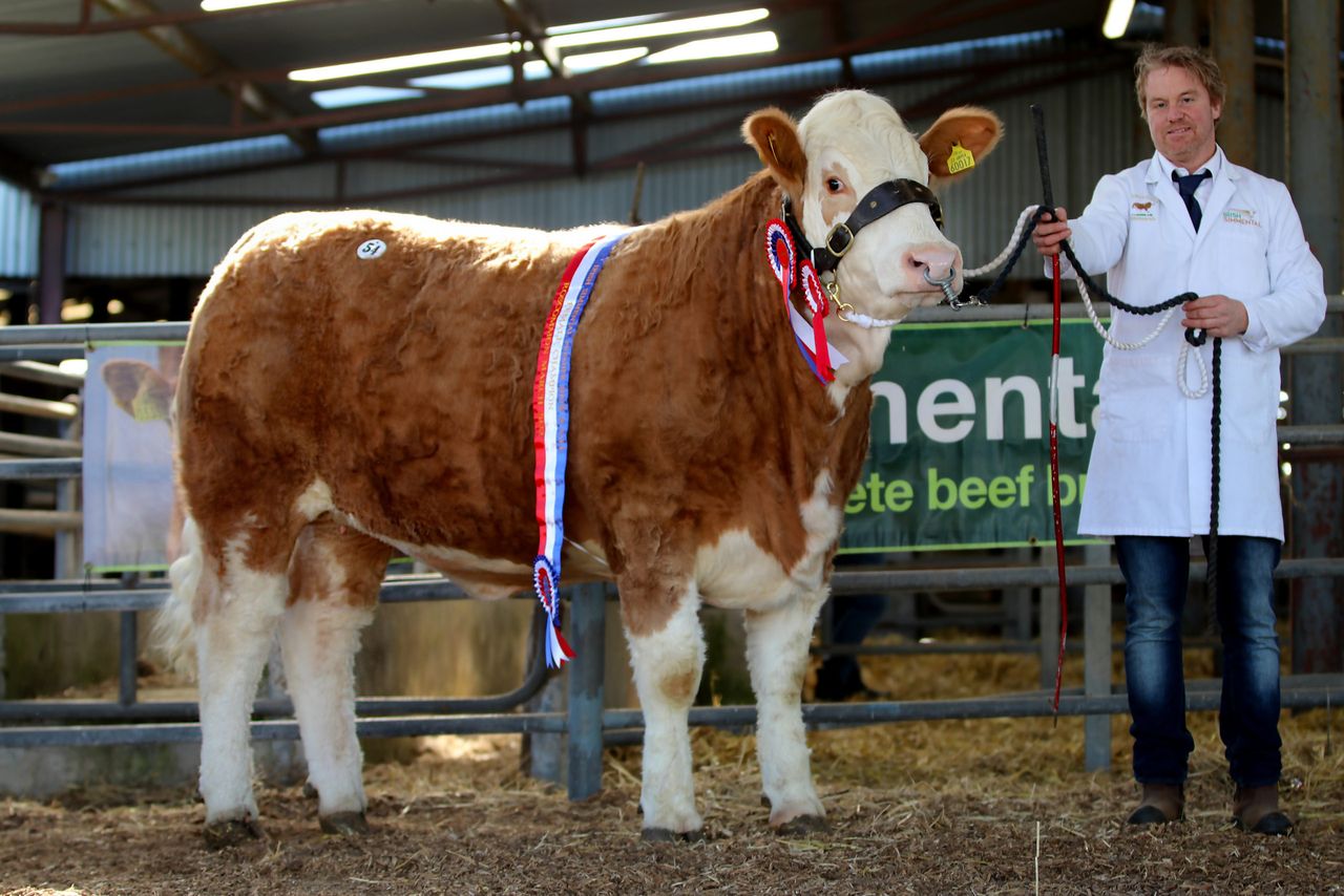 Simmental sale sees Galway-bred heifer secure €10,600