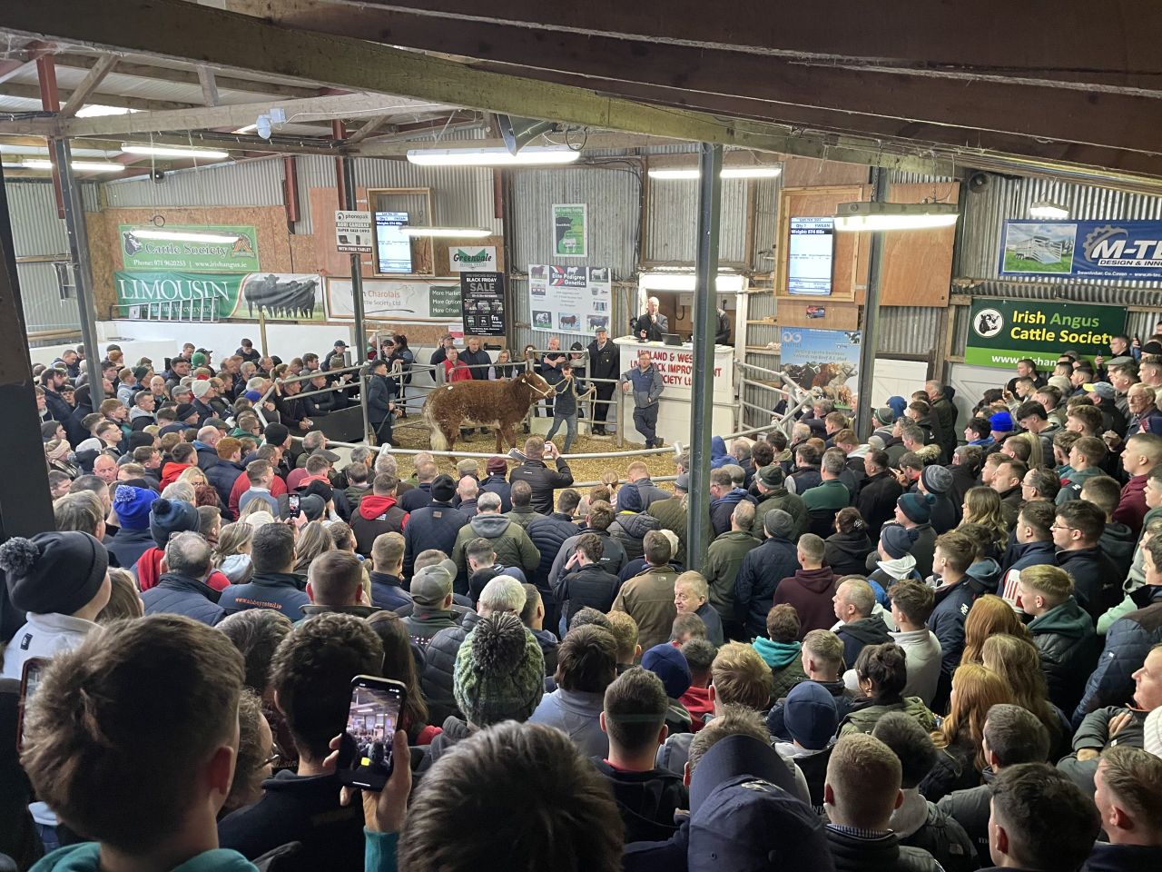 Table: Info on 11 top-priced heifers at Carrick Winter Fair