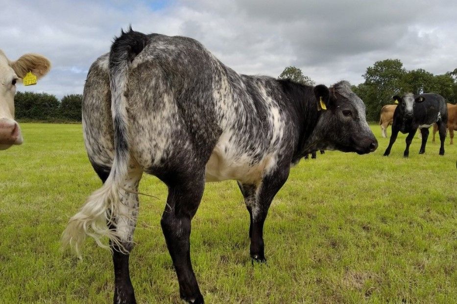 Weanling show and sale set for midlands mart this week