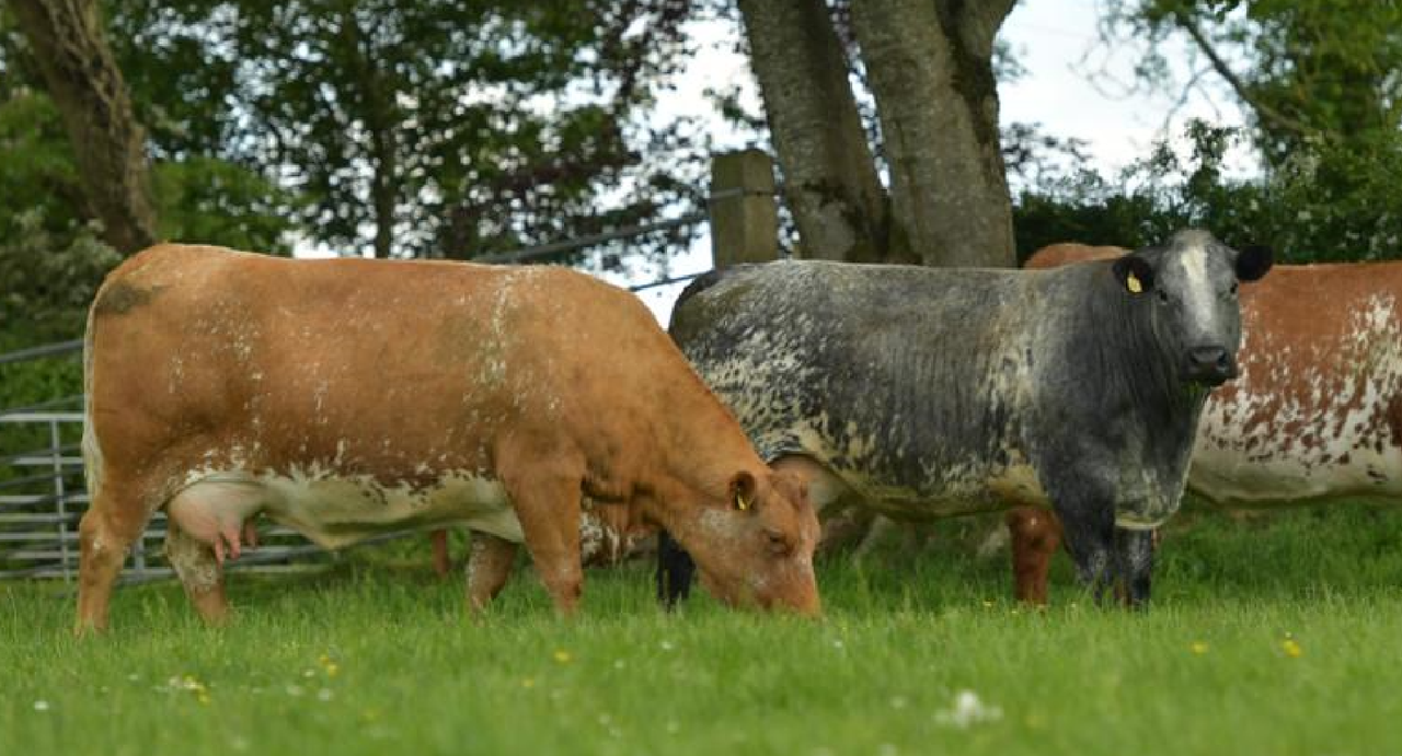NI open day set to showcase Shorthorn-cross suckler herd