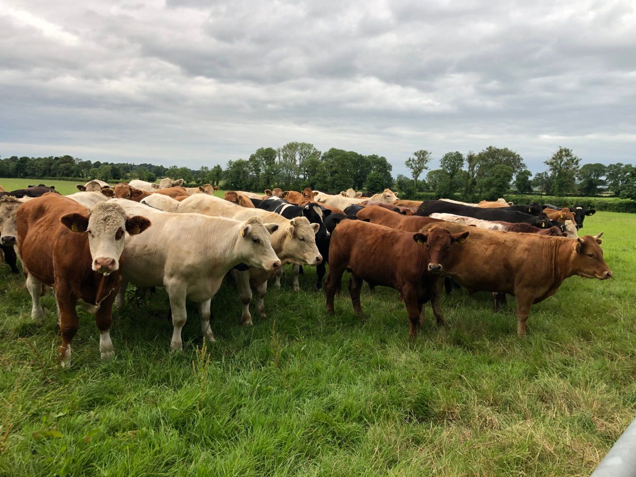 Factory quotes: Positive sign for cattle price