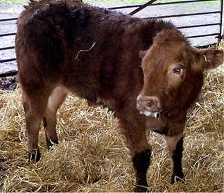 Digestive tract diseases account for 40% of all cattle deaths