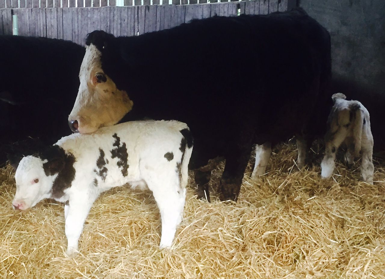 Three things you must get right when feeding autumn-calving cows this winter