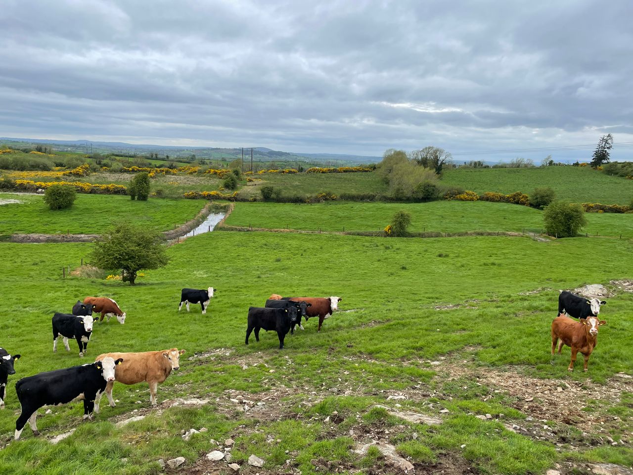 National herd falls by over 550,000 head in 20 years
