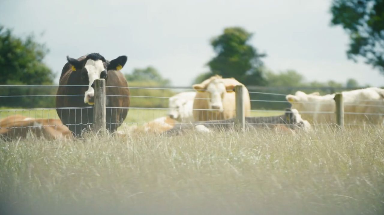 Agriland and DAFM to launch 'TB Awareness Series'
