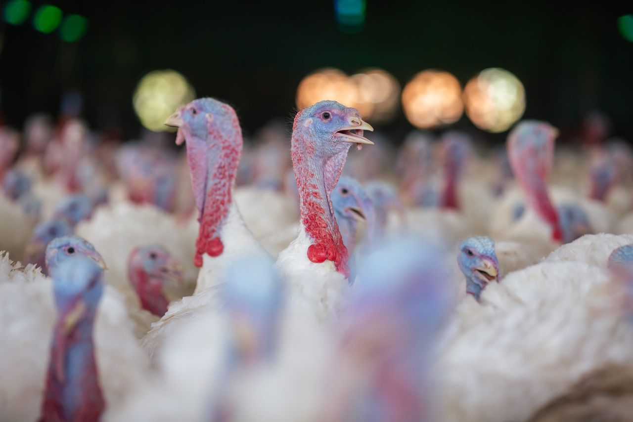 DAFM: 80,000 turkeys culled on commercial premises in Ireland
