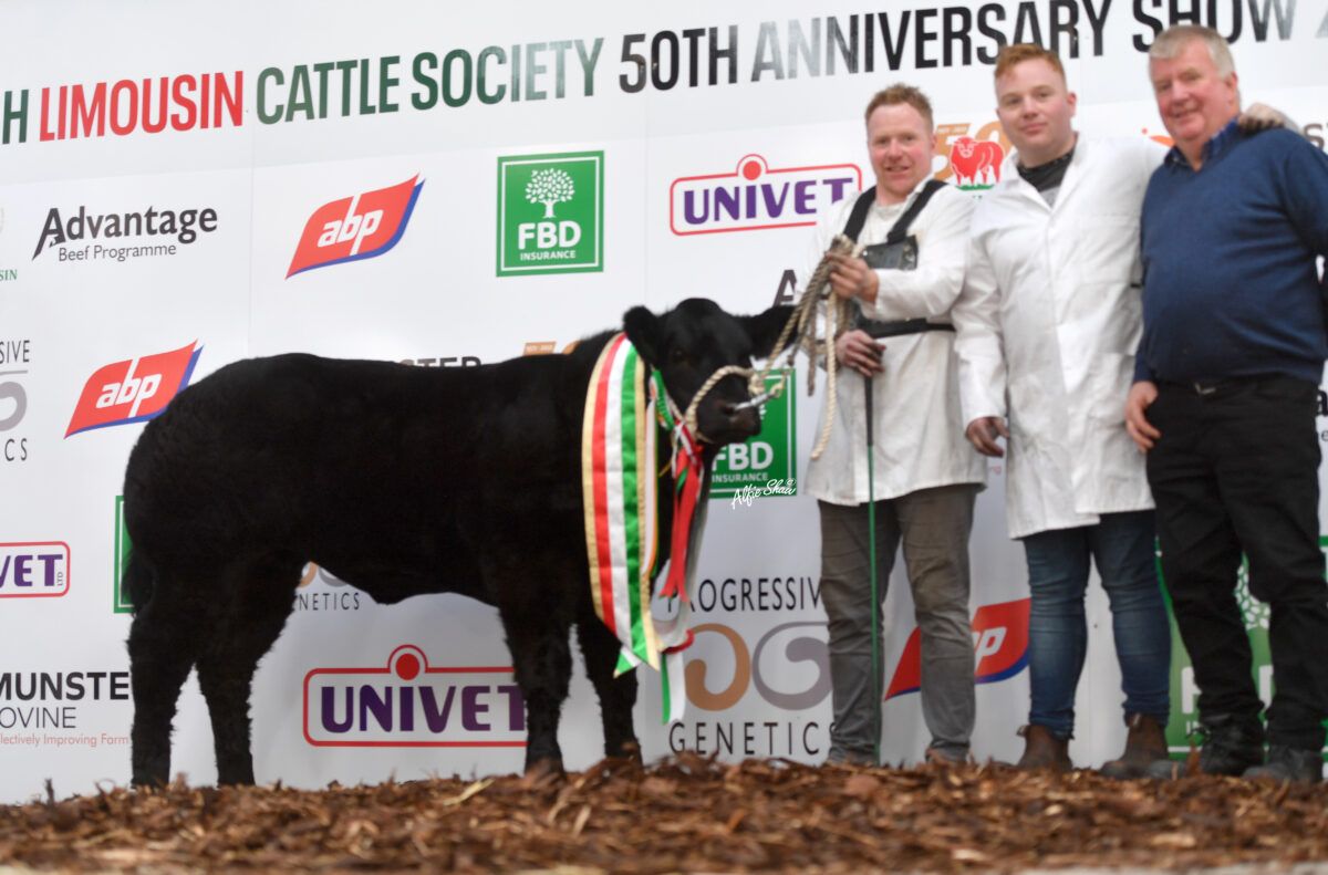 Coco crowned Limousin commercial queen at society show