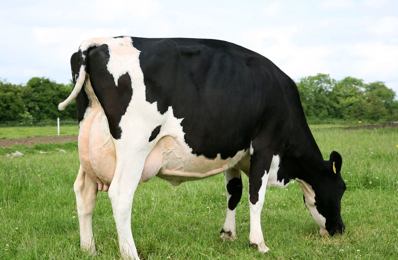 Top livestock and forestry producers in the country revealed at RDS Awards
