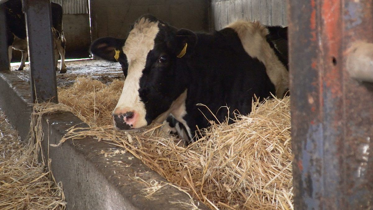 Ensuring milk fever is not an issue for autumn calving cows