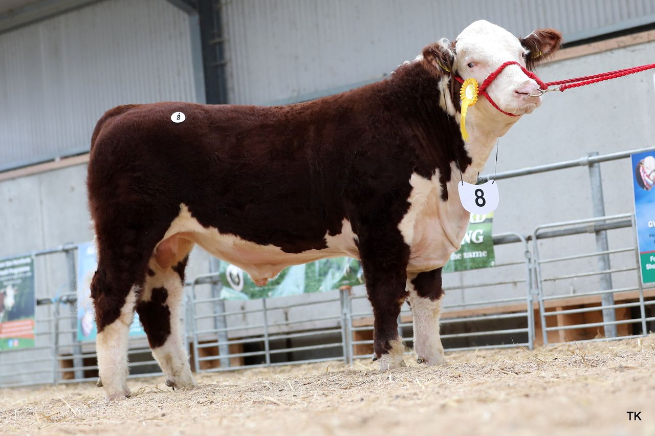 Westmeath bull takes top price at Hereford show and sale