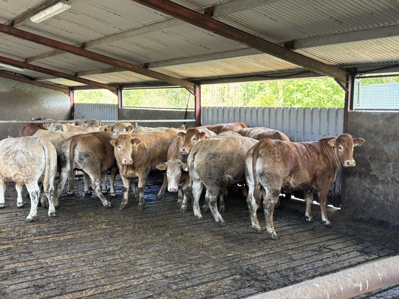 Factory quotes: Beef price sees a further 10c/kg price cut this week