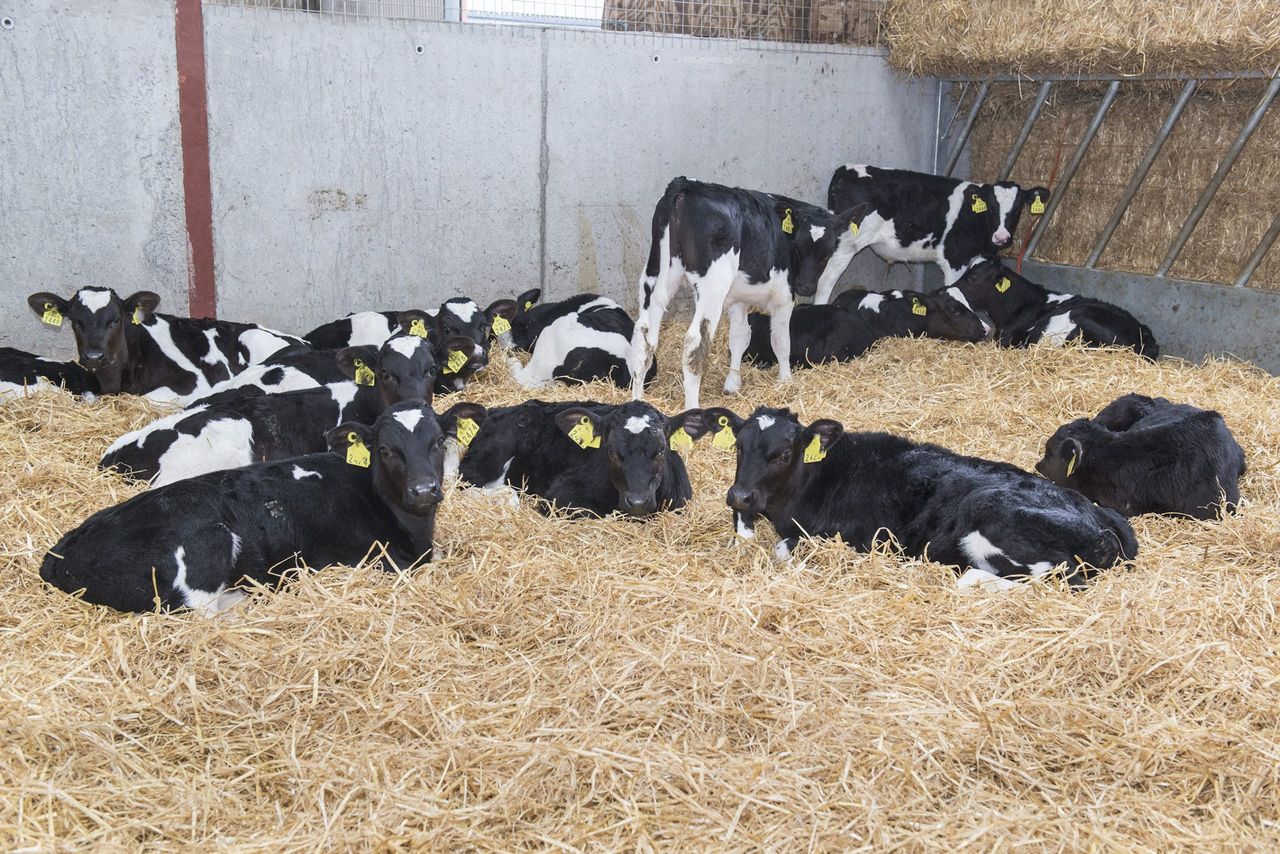Calf care roadshow set to return nationwide this winter!