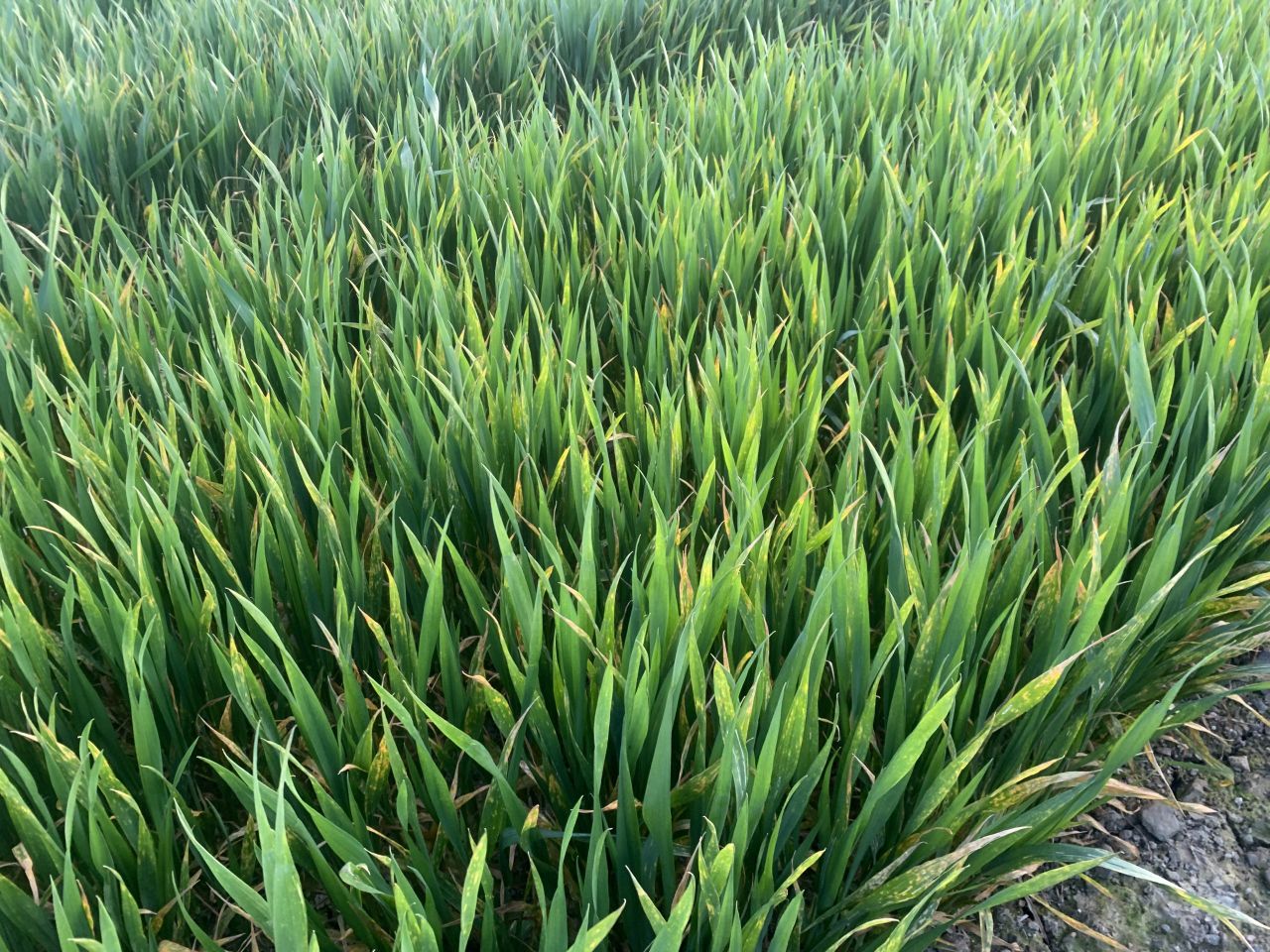 Yellow rust a 'real yield robber' in winter wheat crops