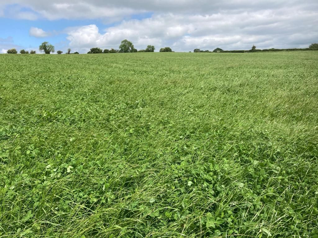 ABP Demo Farm: Five cuts of silage with no fertiliser