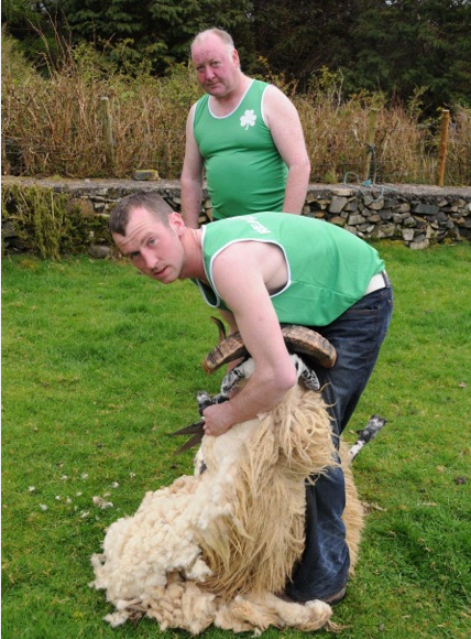 Mayo shearers to represent Ireland at World Blade Shearing Championships