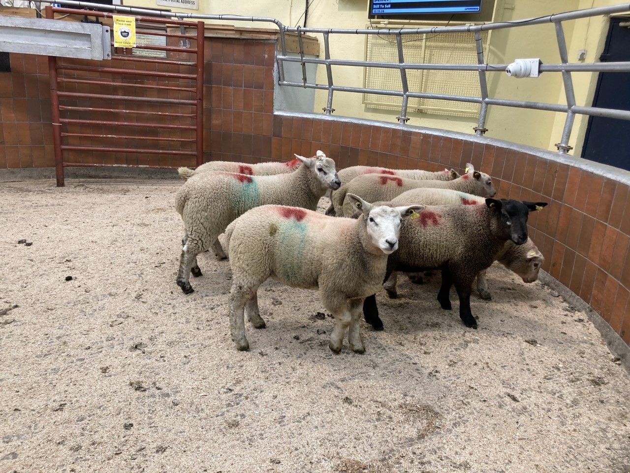 Small numbers and strong appetite see spring lamb prices increase
