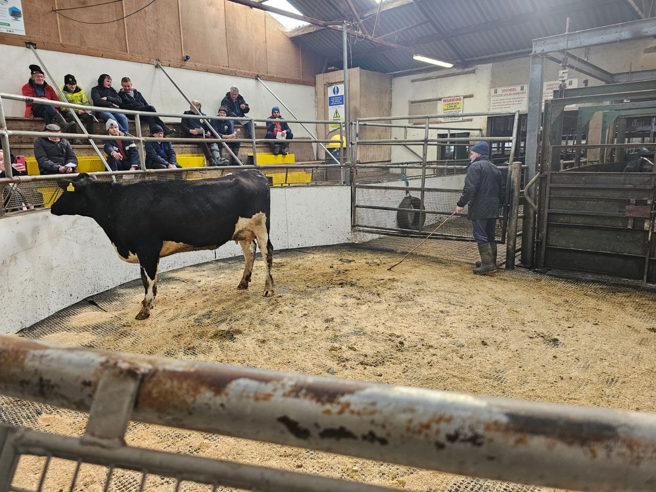 Ashberry herd sale sees top price of €3,460