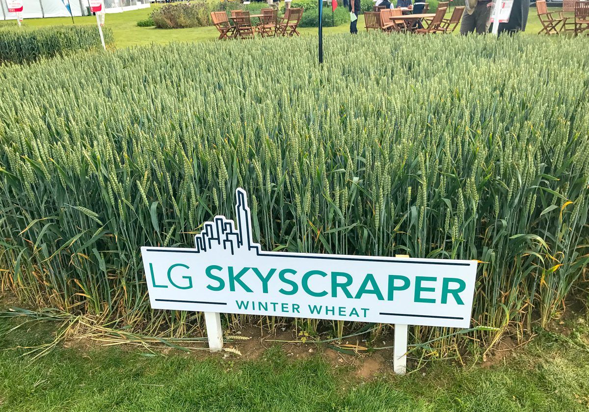 Skyscrapers of wheat and oilseed rape made of steel...what's new in crop varieties