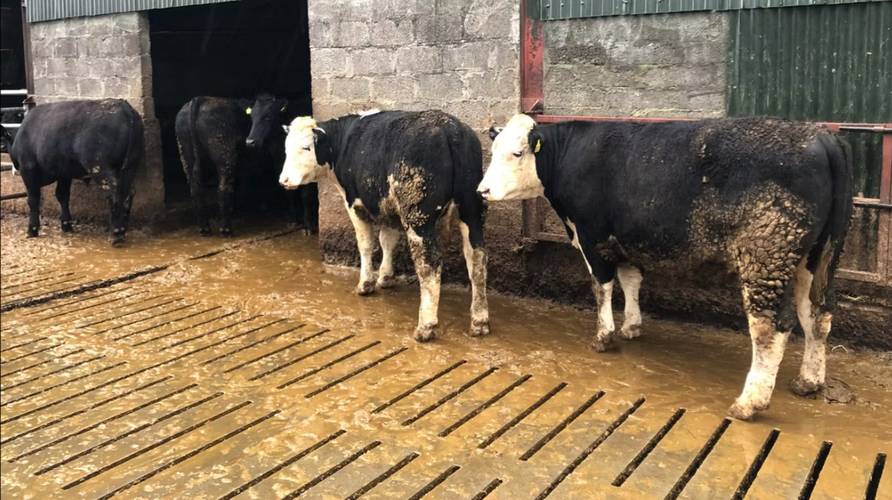 Dairy-beef accounted for 62% of Irish beef cattle processed in 2025