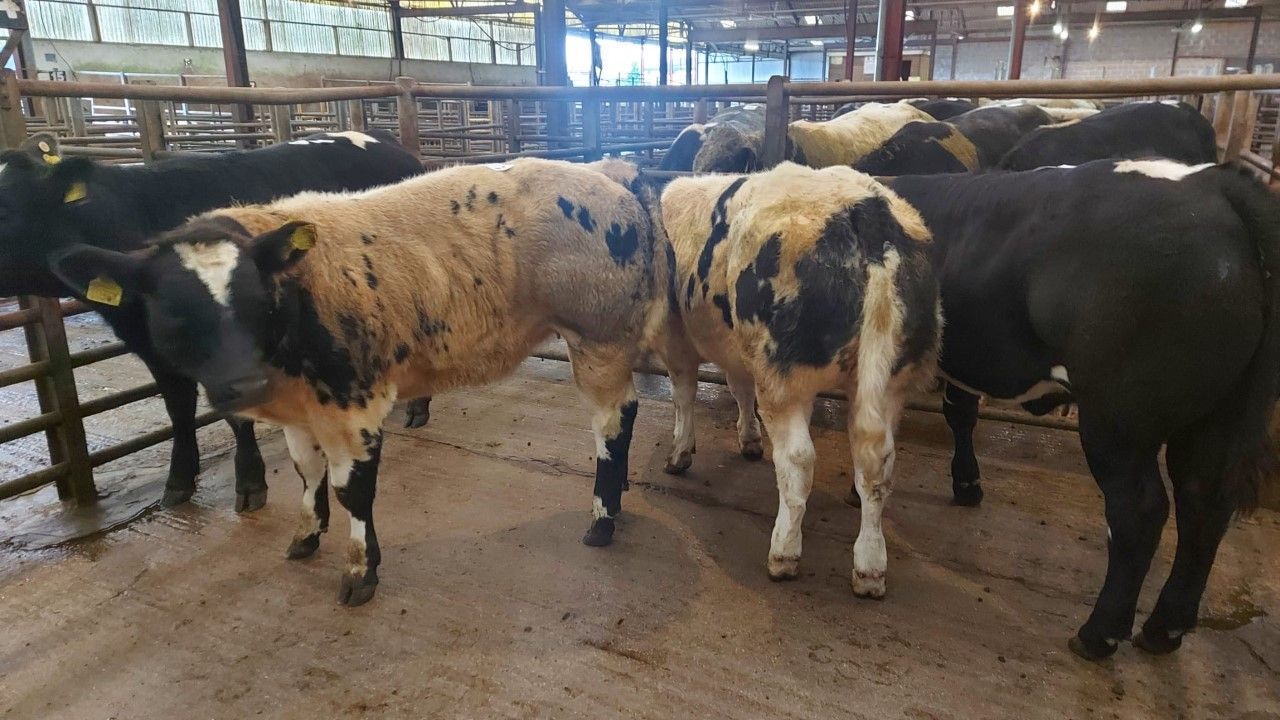 Factors to consider when preparing weanlings for sale
