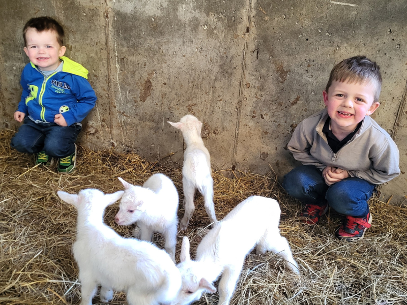 Quadruple joy on Cavan farm as goat gives birth to four kids