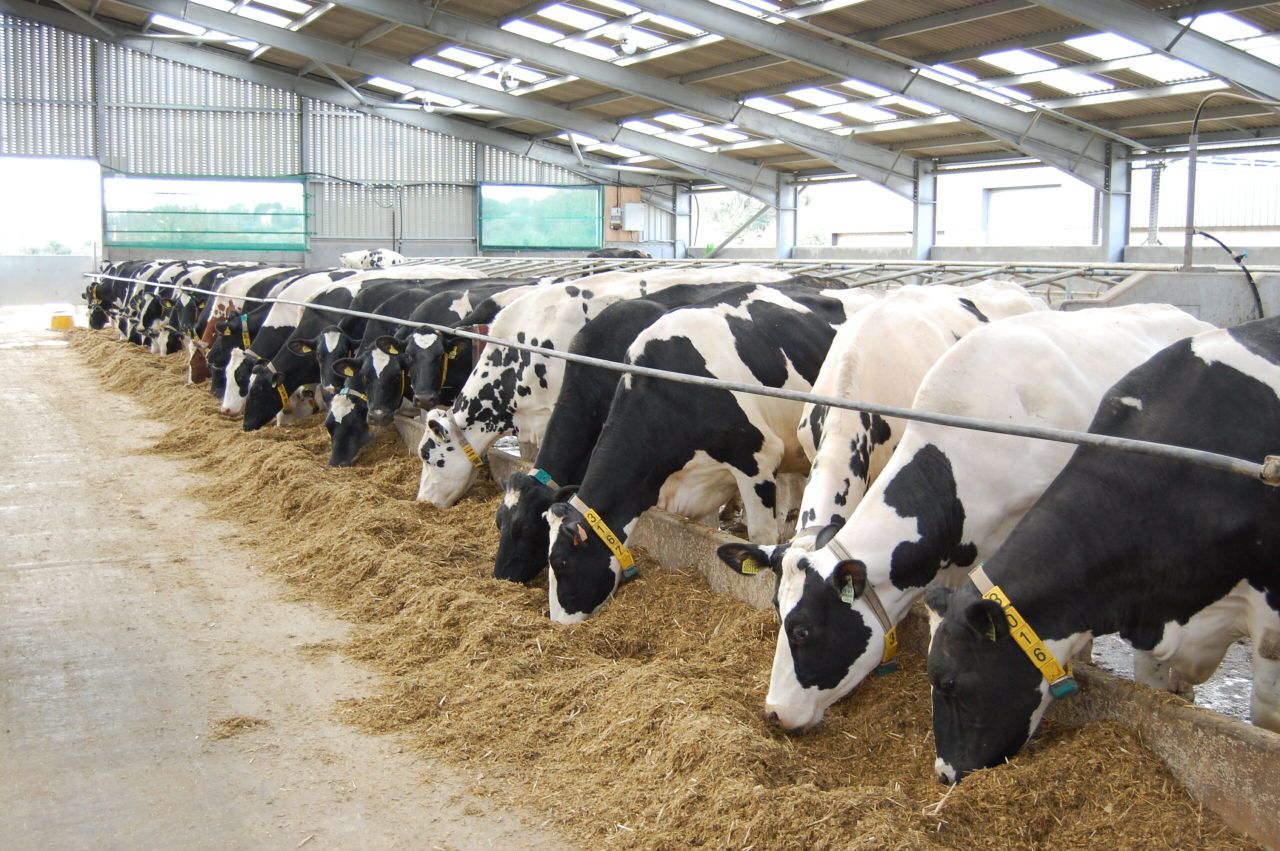 'Northern dairy farmers should not have to cut production'