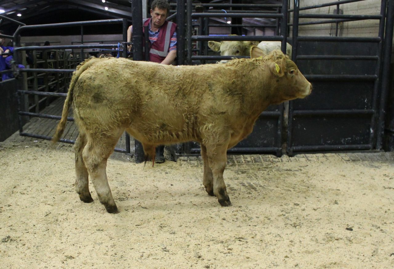 Cattle marts: Trade holds steady for the start of 2021