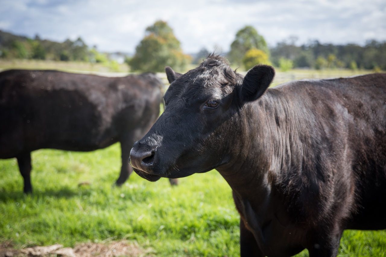 NI farmers urged to 'opt into' Beef Carbon Reduction Scheme