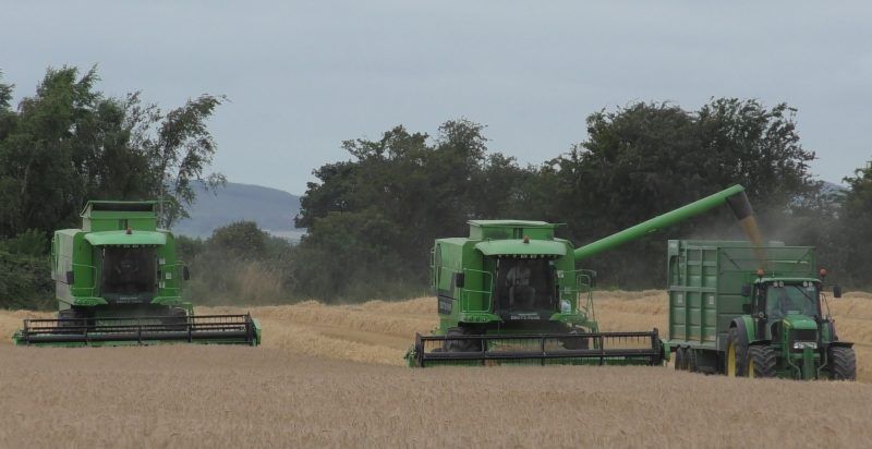 Winter barley yields 'very poor' - Teagasc