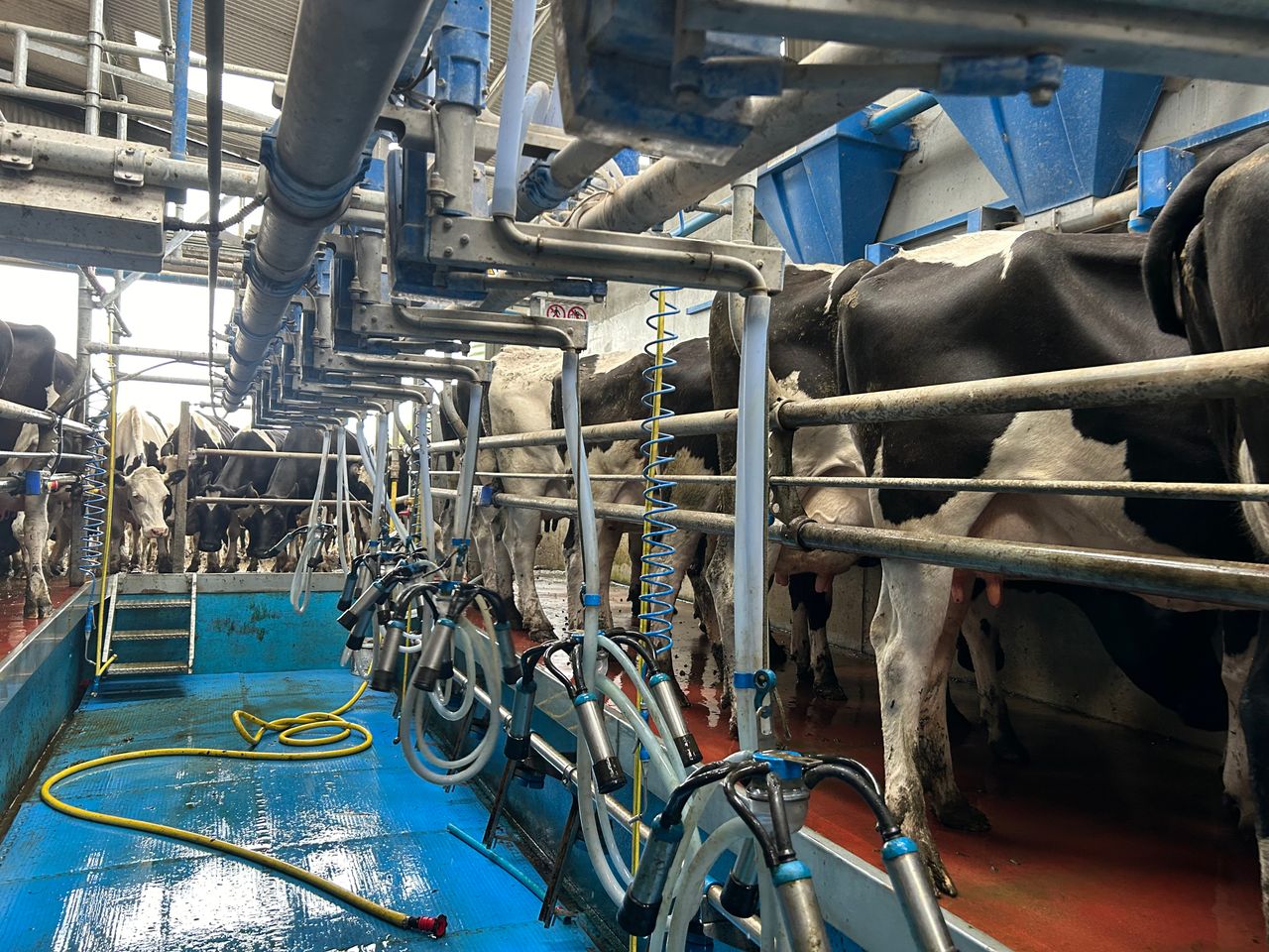 Early milk recording key to herd success