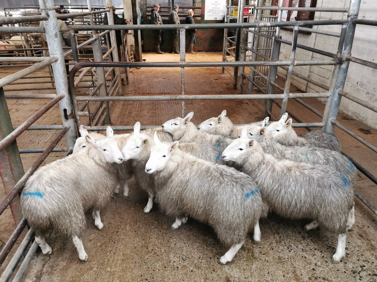 Sheep marts: Increasing factory prices driving the mart trade